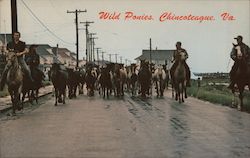 Wild Ponies Chincoteague, VA Postcard Postcard Postcard