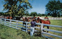 Blue Grass Horse Farm in Kentucky Postcard Postcard Postcard