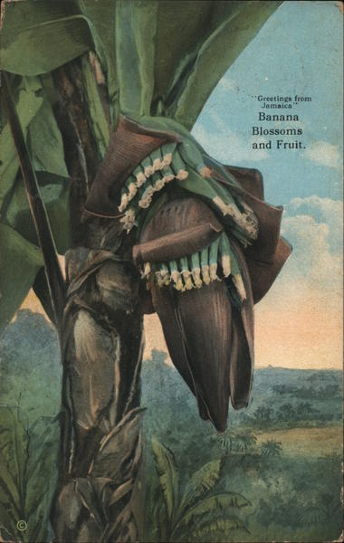 Banana Blossoms and Fruit Jamaica