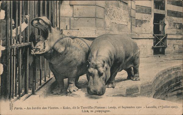 Au Jardindes Plantes - Kako, dit le Terrible Paris France
