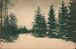 Winterly Forest Postcard