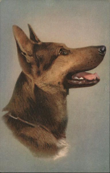 Alsatian Wolfhound Dogs