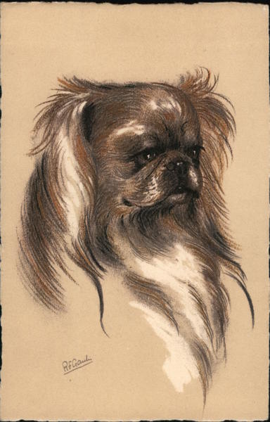 Pekingese Dogs