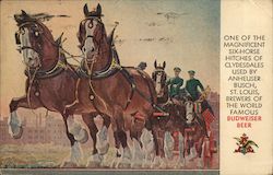 One Of The Magnificent Six-Horse Hitches Of Clydesdales, Used By Anheuser Busch, St. Louis Postcard