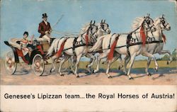 Genesee's Lipizzan Team - The Royal Horses of Austria Postcard