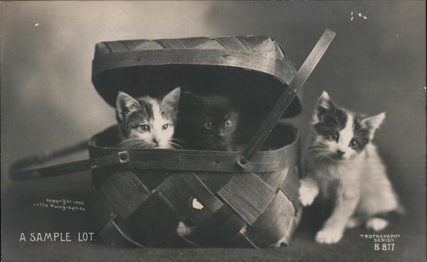 Kittens in a basket Cats