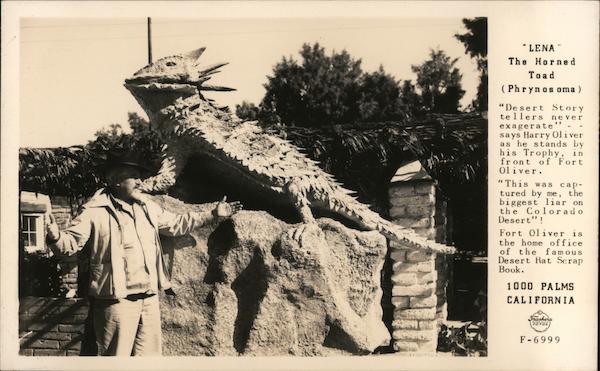 Lena The Horned Toady (Phrynosoma) Thousand Palms California