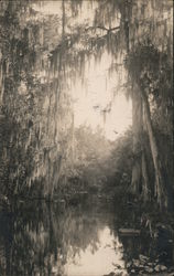 Reflections of trees and leaves and branches hanging low over water Postcard