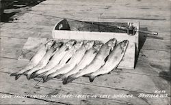 Lake Trout Caught on Light Tackle in Lake Superior Bayfield, WI Postcard Postcard Postcard