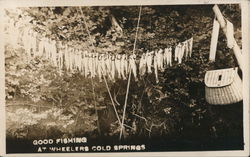 Good Fishing at Wheeler's Cold Springs, Sespe Creek Postcard