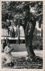 Sausage Tree (Kigelia Pinnata) Miami, FL R.E. Simpson Postcard Postcard Postcard