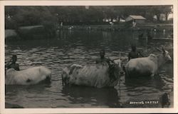 Bathing Cattle Postcard