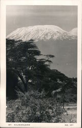 Mt. Kilimanjaro Postcard