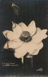 Lotus Flower Postcard