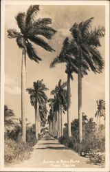 Avenue of Royal Pines Miami, FL Postcard Postcard Postcard