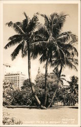 Coconut Palms in Bayfront Park Postcard