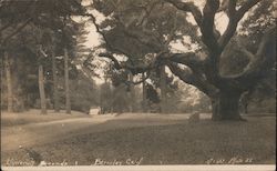 University Grounds Postcard