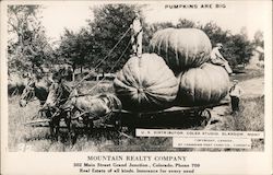 Pumpkins are Big Postcard