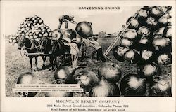 Mountain Realty Company Postcard
