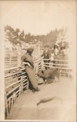 Woman in Pen with Large Hog Pigs Postcard Postcard Postcard