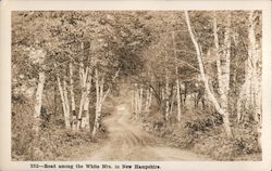 Road Among the White Mountains Birches Postcard