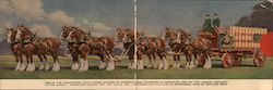 Eight Horse Hitch of International Champion Clydesdales Used by Anheuser-Busch Large Format Postcard