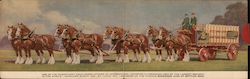 Clydesdale Eight-Horse Hitch, Anheuser-Busch, Inc. Large Format Postcard