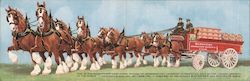 Clydesdale Eight-Horse Hitch, Anheuser-Busch Large Format Postcard
