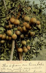 Florida Grape Fruit Cluster In Tree Postcard