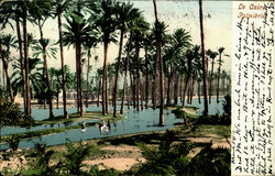 La Caire Palmierie Egypt Africa Postcard Postcard