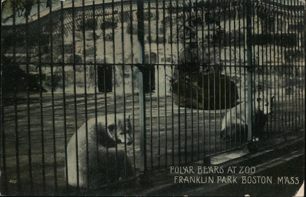 Polar Bears at Zoo, Franklin Park Boston Massachusetts
