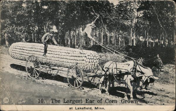The Largest Ear of Corn Grown Lakefield Minnesota