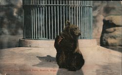 Bears at Zoo, Franklin Park Postcard