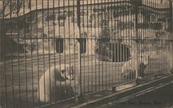 Bears in Zoo Franklin Park Postcard