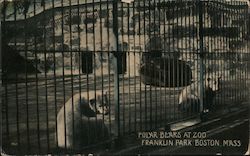 Polar Bears at Zoo, Franklin Park Postcard