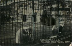 Polar Bears at Zoo, Franklin Park Postcard