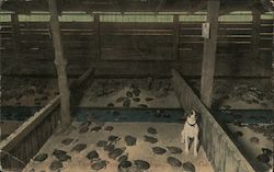 A dog sits in a pen with a lot of Turtles Postcard