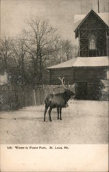 Winter in Forest Park St. Louis, MO Postcard Postcard Postcard