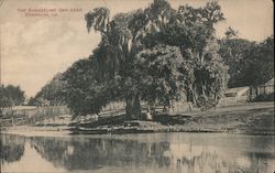 The Evangeline Oak Postcard