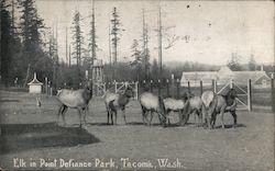 Elk in Point Defiance Park Postcard