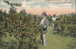 Orange Grove Postcard