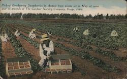 Picking Everbearing Strawberries In August From Plants Set In May Of Same Year On Grounds Of The Gardner Nursery Company Osage,  Postcard