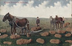 Digging Potatos in California Postcard