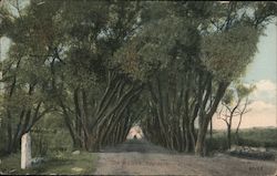 The Willows, Annisquam, Mass Postcard