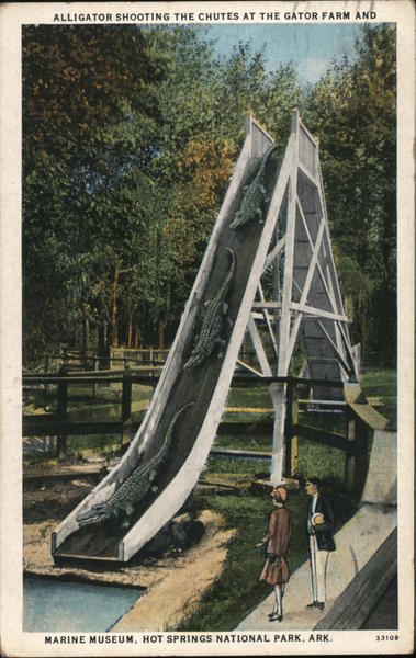 Alligator Shooting the Chutes at the Gator Farm and Marine Museum Hot Springs Arkansas