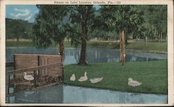 Swans on Lake Lucerne Orlando, FL Postcard Postcard Postcard