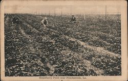 Strawberry Field Ponchatoula, LA Postcard Postcard Postcard