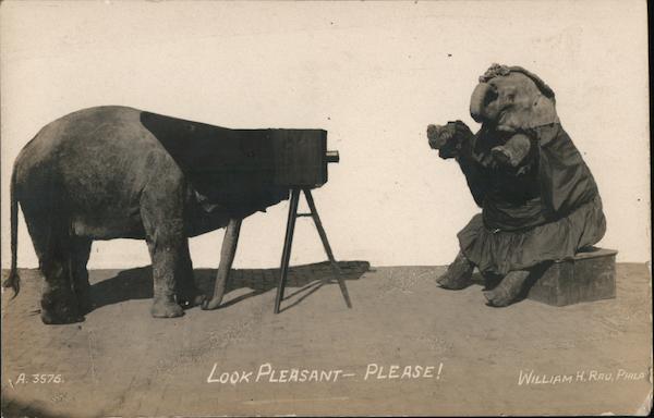Elephant taking Photograph of an Elephant in a Dress