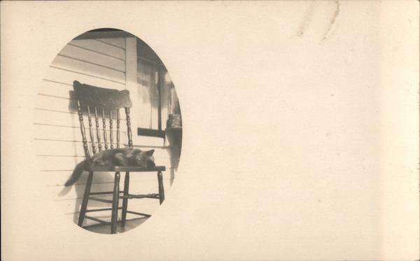 Catting Sleeping on Wooden Chair on Porch Cats