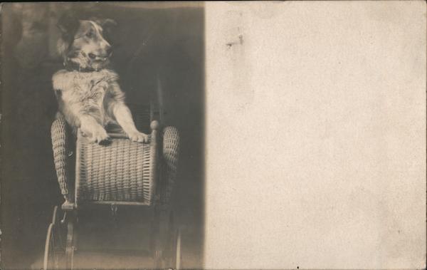 Collie Type Dog in Stroller Dogs